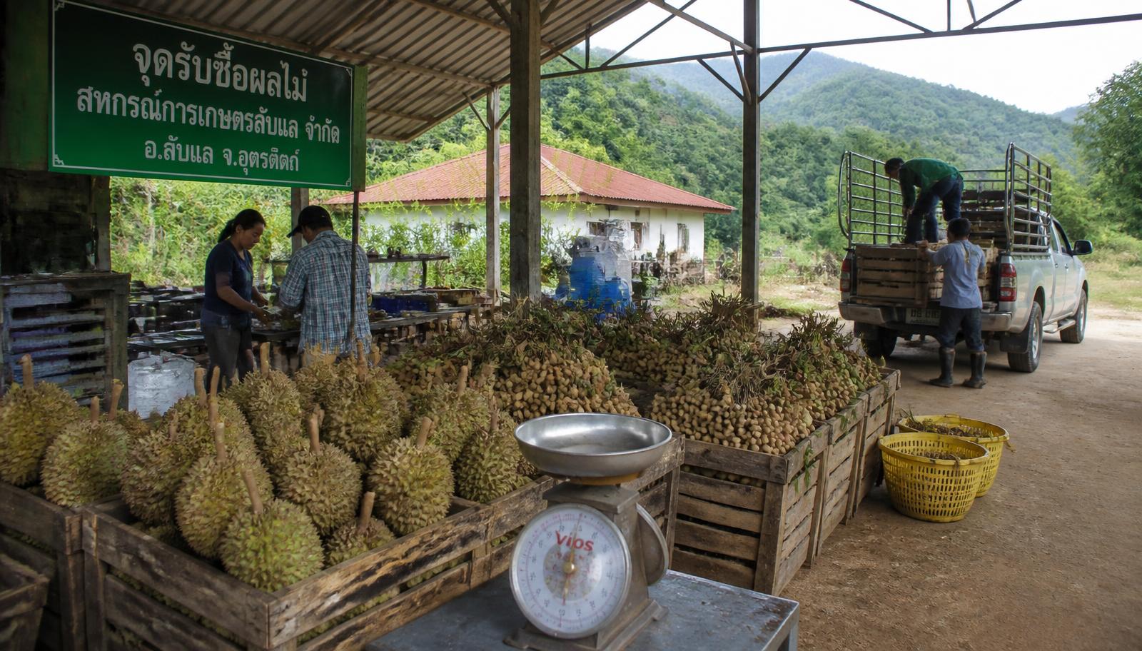 จุดรับซื้อผลไม้ในอุตรดิตถ์ มีลังไม้ใส่ทุเรียนและลองกอง ตาชั่ง และรถกระบะกำลังขนขึ้น มีภูเขาป่าอยู่ด้านหลัง